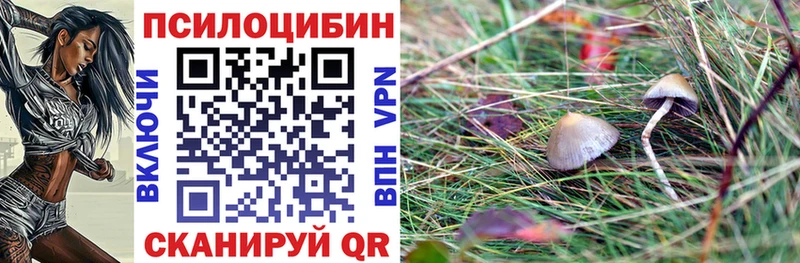 Купить где  Зверево  Галлюциногенные грибы мицелий 